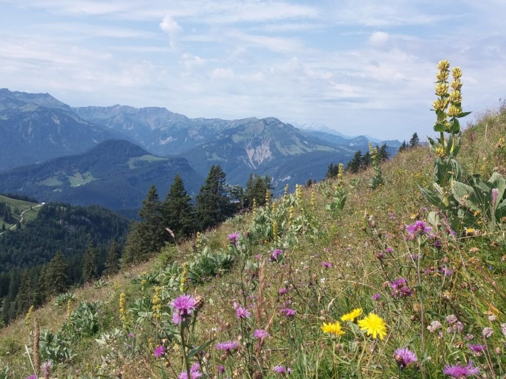 Blumenwiese auf der Alpe Sammere